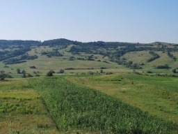 Trappold_2013