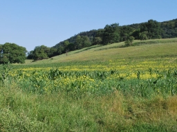 Trappold_2013
